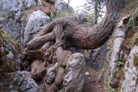 Vecchio albero