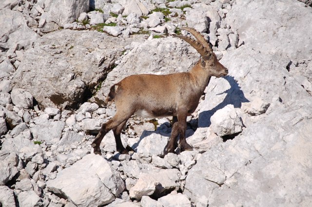 Jof Fuart - Alpi Giulie